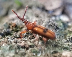 Higonius