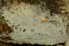 Botryobasidium capitatum