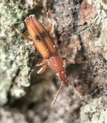 Higonius