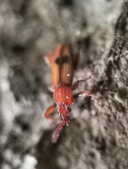 Higonius