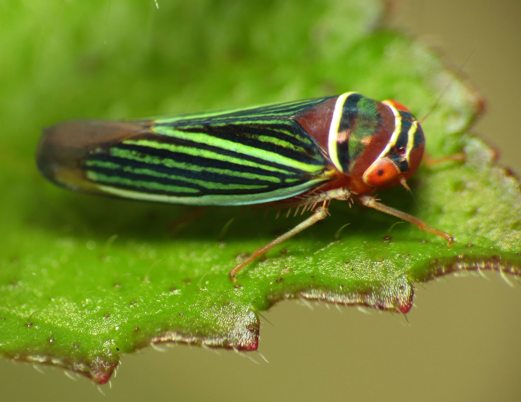 Tylozygus Fasciatus Insectos De Veracruz Parte 1 · Inaturalist 6660