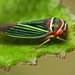Tylozygus fuscolineellus - Photo (c) Katja Schulz,  זכויות יוצרים חלקיות (CC BY)