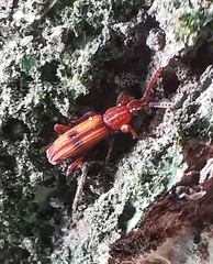 Higonius