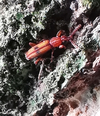 Higonius