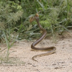 Psammophis