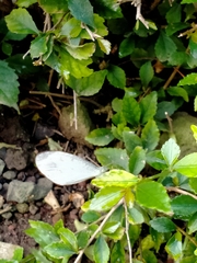 Leptosia