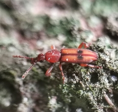 Higonius