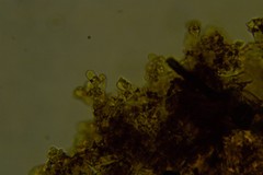 Botryobasidium capitatum