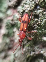 Higonius
