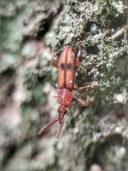 Higonius
