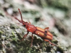 Higonius