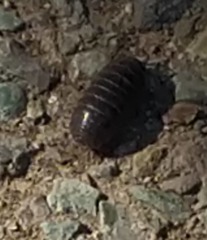 Armadillidium vulgare