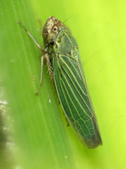 Xyphon reticulatum
