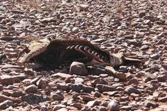 Equus zebra hartmannae