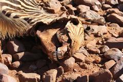 Equus zebra hartmannae