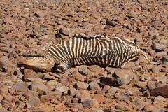 Equus zebra hartmannae