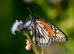 Danaus plexippus