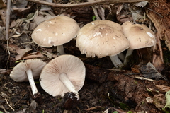 Pluteus hongoi