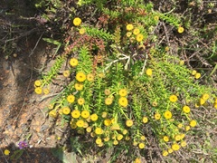 Chrysocoma coma-aurea