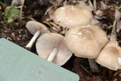 Pluteus hongoi