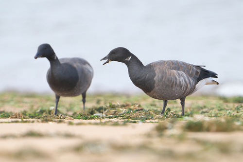 Barnacla carinegra (Branta bernicla)