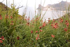 Indigofera complanata