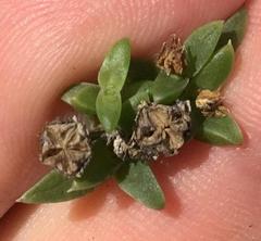 Delosperma inconspicuum