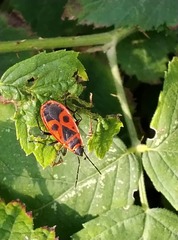 Pyrrhocoris apterus