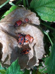 Pyrrhocoris apterus