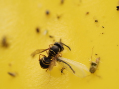 Vespula flaviceps
