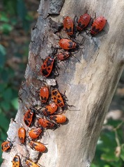 Pyrrhocoris apterus