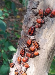 Pyrrhocoris apterus