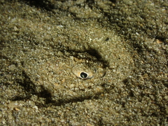 Pleuronectinae