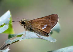 Parnara guttata