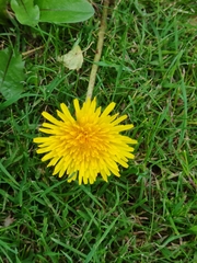 Taraxacum