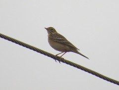 Anthus godlewskii