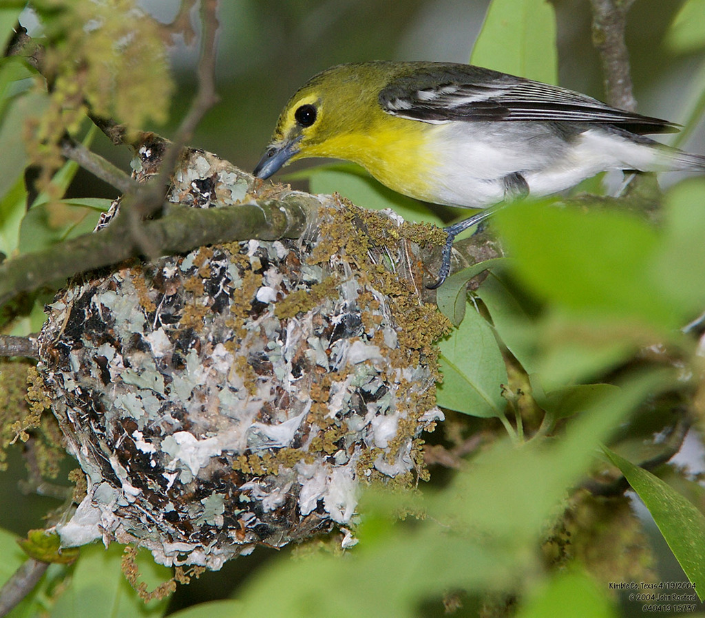 Yellow-throated Vireo