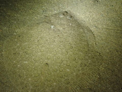 Scophthalmus rhombus