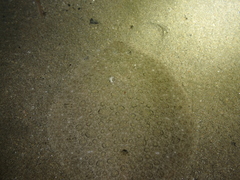 Scophthalmus rhombus