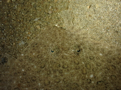 Scophthalmus rhombus