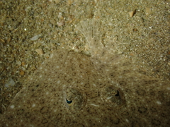 Scophthalmus rhombus