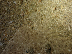 Scophthalmus rhombus