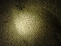 Scophthalmus rhombus