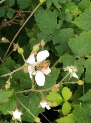 Apis mellifera