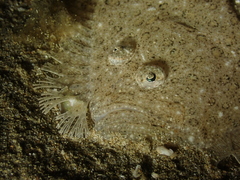 Scophthalmus rhombus