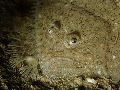 Scophthalmus rhombus