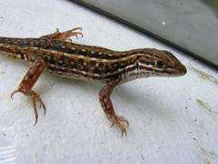 Meroles squamulosus