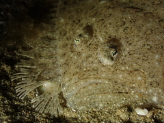 Scophthalmus rhombus