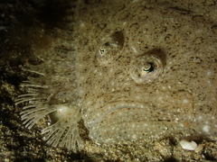 Scophthalmus rhombus