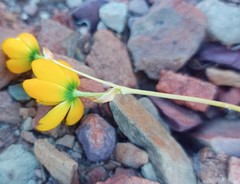 Ornithogalum rupestre